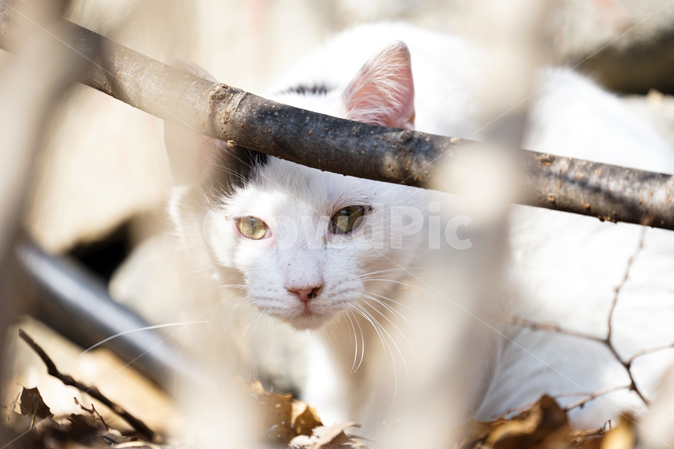 고양이,동물,포유류,길냥이,cat,animal,pet,동물,animal,포유류,mammal,고양이,cat,kitten,kitty