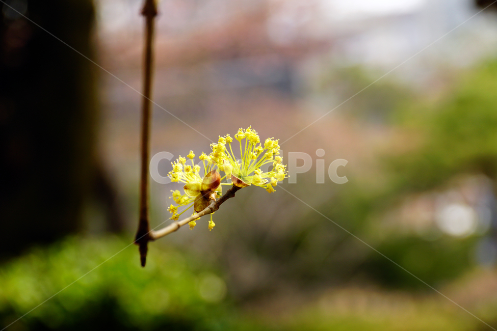 산수유,봄꽃,한국자연,꽃,꽃사진,플라워,flower,봄,spring,식물,plants,자연,nature,풍경,landscape,계절,season,snap,스냅,접사,macro,closeup,클로즈업,감성사진,감성,힐링,healing,느낌,feel,feeling,꽃밭,화단,나무,나뭇가지,tree,꽃봉오리,4월,April,봄,계절,spring,season,식물,자연,plants,nature,꽃,flower,plant