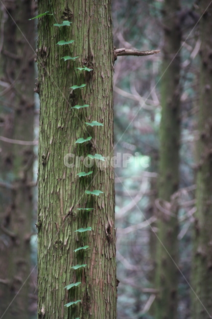 숲,자연,풍경,나홀로나무,나무,식물,자연,plants,nature,나무,trees,wood