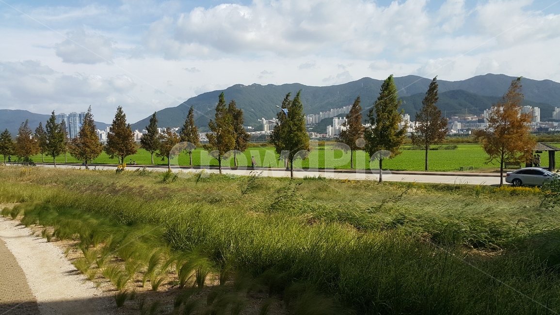 가로수,가로수길,식물,나무,풀,자연,풍경,nature,landscape,tree,fir,전나무,plant,grass,잔디