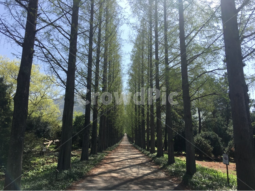 메타쉐콰이어,나무,푸른나무,봄,풍경,자연,풍경,nature,landscape,한국자연풍경,한국자연경관,korea nature landscape,식물,plants,나무,trees,wood,plant,tree