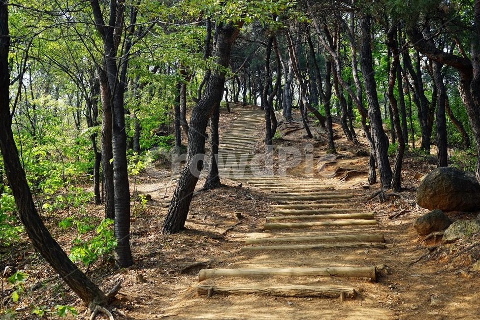 봄,산책길,계단,길,나무,자연,trail,nature,stairs,spring,walkway,woods,forest,trees,season,stroll,park,sunshine,그림자,shadow,자연,풍경,nature,landscape,tree,plant,식물