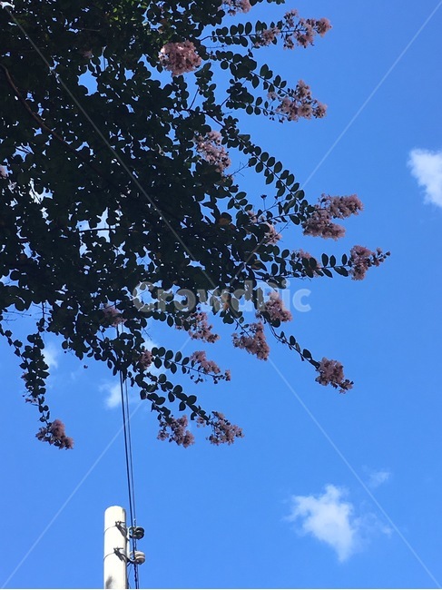 꽃,나무,여름꽃,구름,하늘,감성,색감,cloud,sky,날씨,flower,bloom,자연,풍경,nature,landscape,tree,plant,식물