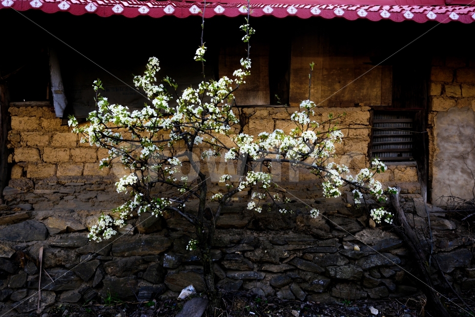 담벼락,풍경,배꽃,이화,봄꽃,봄,계절,spring,season,식물,자연,plants,nature,꽃,flower