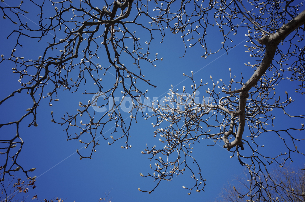 tree,나무,plant,식물,treetrunk,나무줄기,나뭇가지,하늘,sky,blue,파란하늘,푸른하늘,파란,푸른,백목련,목련,목련나무,꽃봉오리
