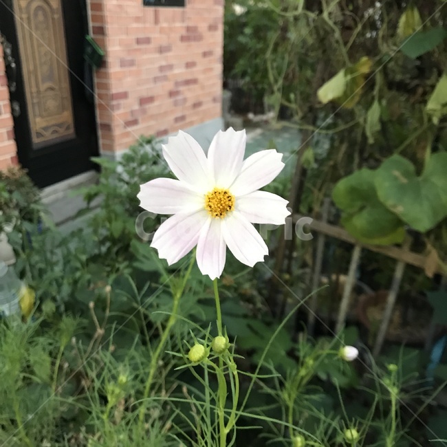 식물,꽃,flower,whiteflower,white,식물,자연,plants,nature,꽃,flower