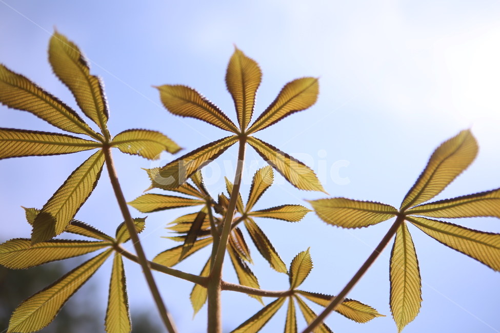 나뭇잎,하늘,초록,파랑,자연,배경,자연,풍경,nature,landscape,식물,plants,leaf,잎,plant,veins,정맥