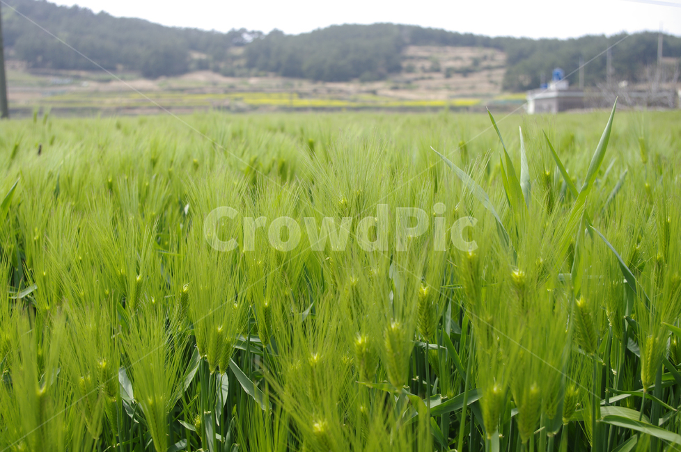 청보리,보리밭,식물,plant,자연,nature,봄,spring,식물,자연,plants,nature