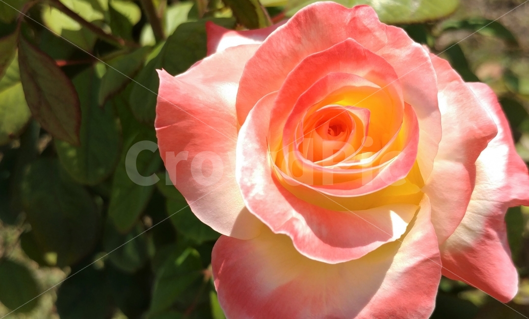 늦여름,장미,주홍색,식물,꽃,늦여름햇살,장미의유혹,켈리포니아,California,temptationofroses,식물,자연,plants,nature,꽃,flower,색깔,색상,색채,색감,color sense,color sensitivity,feeling of color