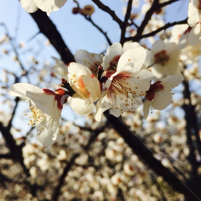 꽃,나무,하얀색,봄,여름,빨간색,flower,봄,계절,spring,season,식물,자연,plants,nature,꽃,flower,plant,blossom,cherry blossom,벚꽃