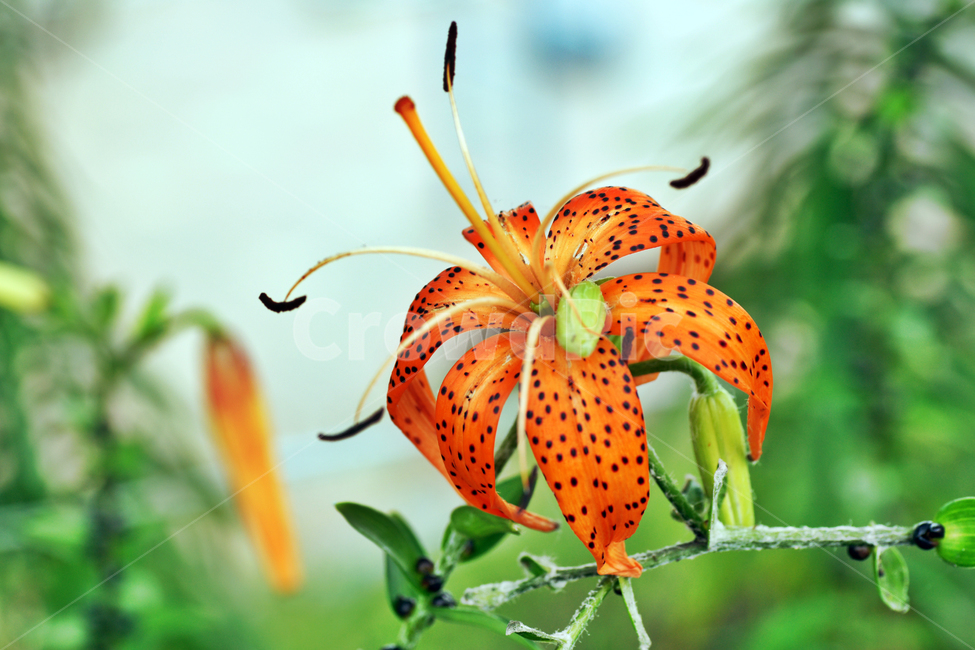 참나리,식물,꽃,백합과,여러해살이풀,다년생초본,주황색,나리꽃,알나리