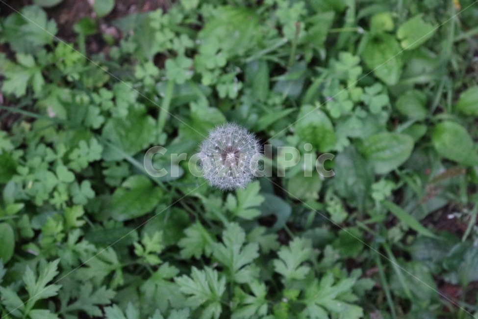 민들레,민들레씨,꽃씨,홀씨,식물,자연,흰색,초록,dandelion,dandelionseed,flowerseed,plants,nature,white,green,tanpopo,tanpoponoshu,hananoshu,shokubutsu,shiro,midori,식물,자연,plants,nature,꽃,flower