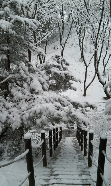 자연,계단,산책로,설경,겨울,계절,옥외,나무,눈,식물,nature,stairs,trail,landscape,snowscene,winter,season,outdoors,trees,woods,snow,ice,plants,삼림지,woodland,숲,forest,초목,vegetation,작은숲,grove