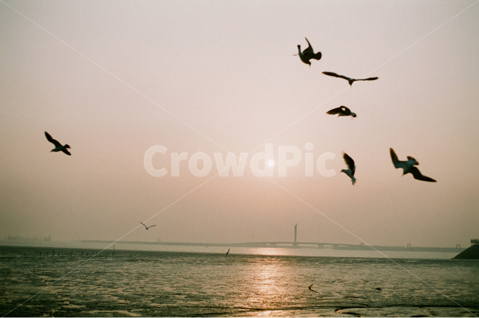 풍경,바다,일몰,새,가을