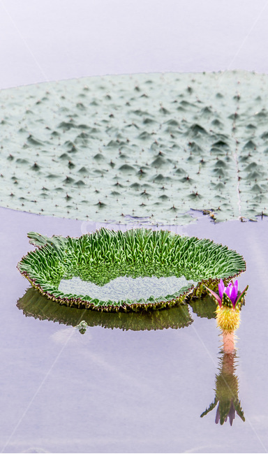 가시연꽃,빅토리아연꽃,연꽃,연못,습지,반영,식물,자연,plants,nature