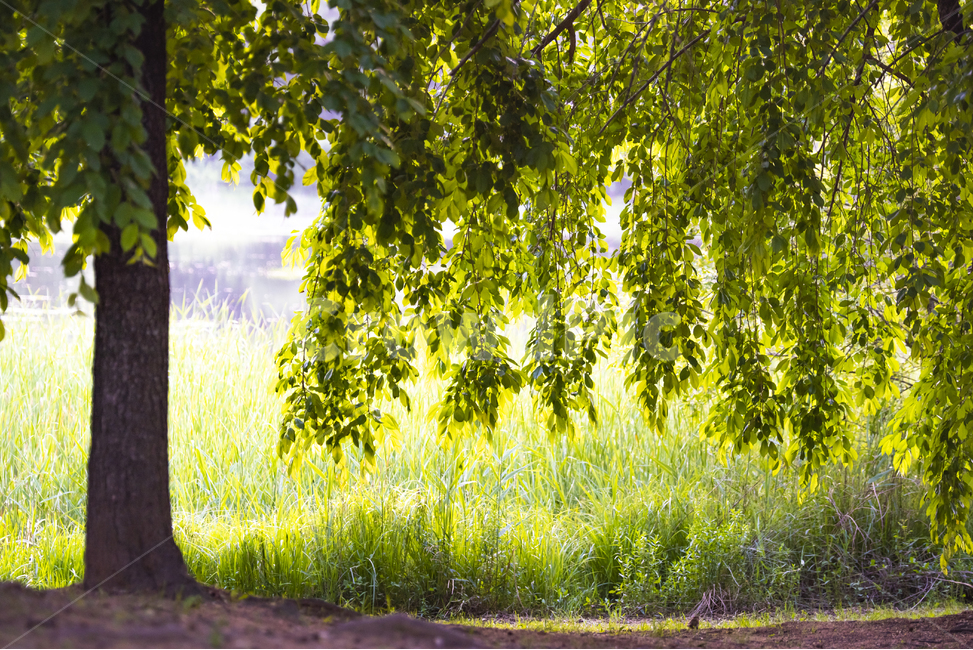 나무,나뭇잎,호숫가,나무그늘,역광사진,식물,자연,plants,nature,나무,trees,wood,휴식,힐링,rest,relaxation,healing
