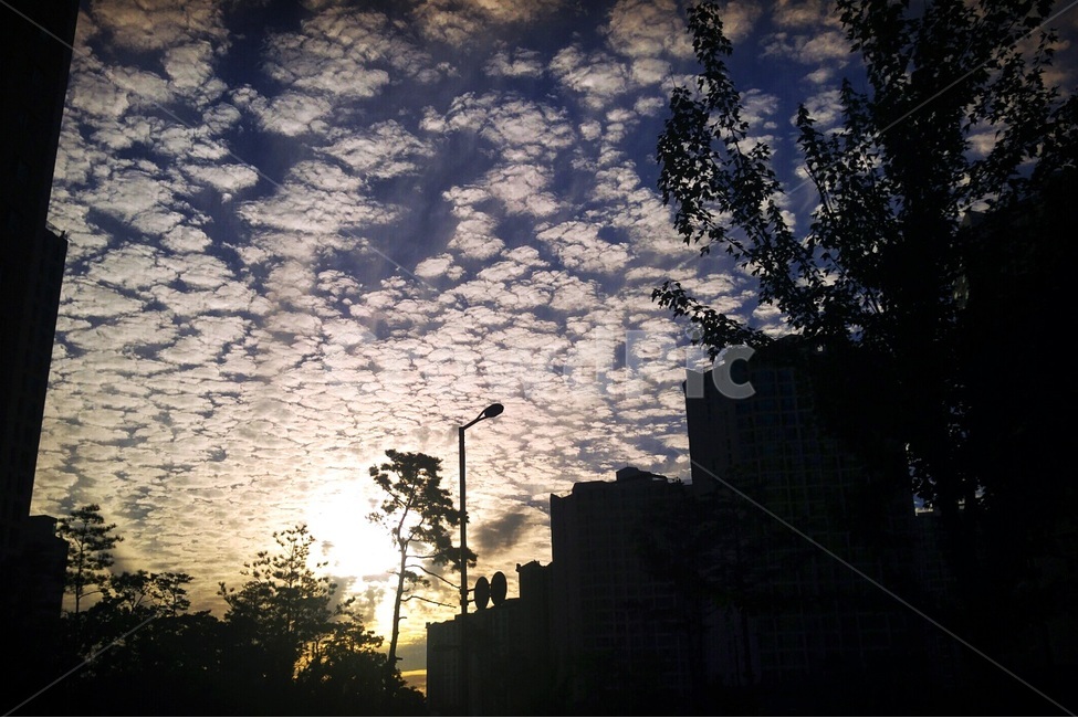 자연,sky,nature,sunlight,햇빛,하늘,light,빛,flare,플레어,양떼구름,고적운,따스한,따뜻한느낌