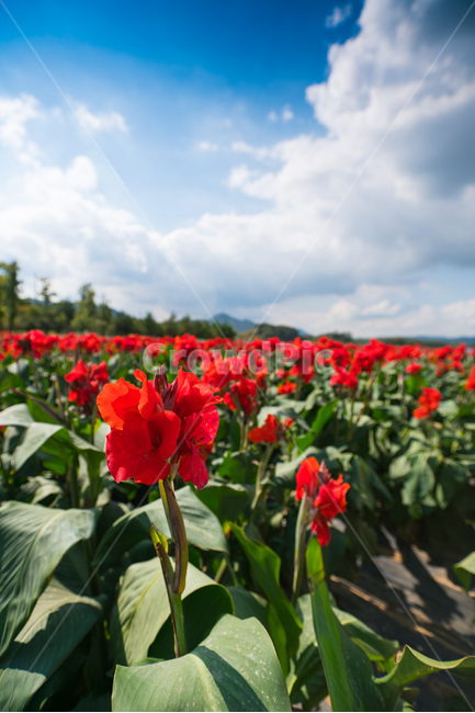 자연,풍경,꽃,꽃밭,식물,flower,식물,자연,plants,nature,꽃,flower