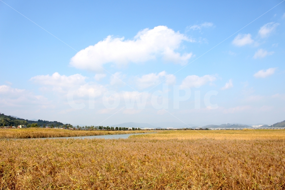 풍경,순천,순천만,들판,갈대,자연,풍경,nature,landscape,가을,계절,fall,autumn,season,outdoors,옥외,land,땅