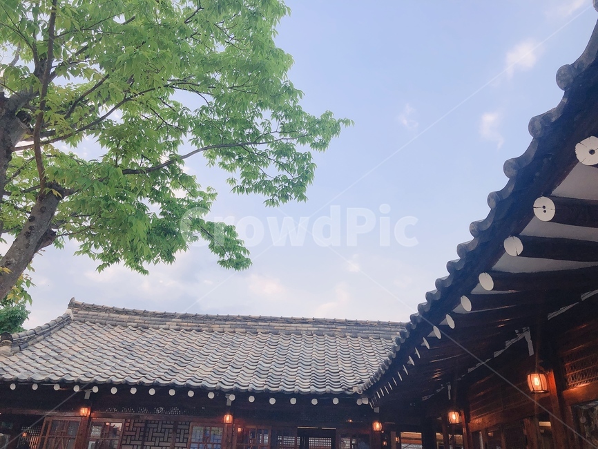나무,한옥,하늘,전등,경주,gyeongju,tree,sky,korean