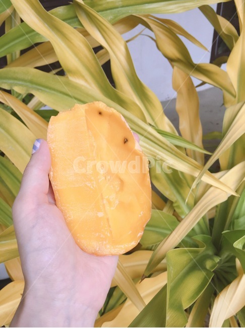 plant,식물,망고,음식,과일,과일,열매,fruit