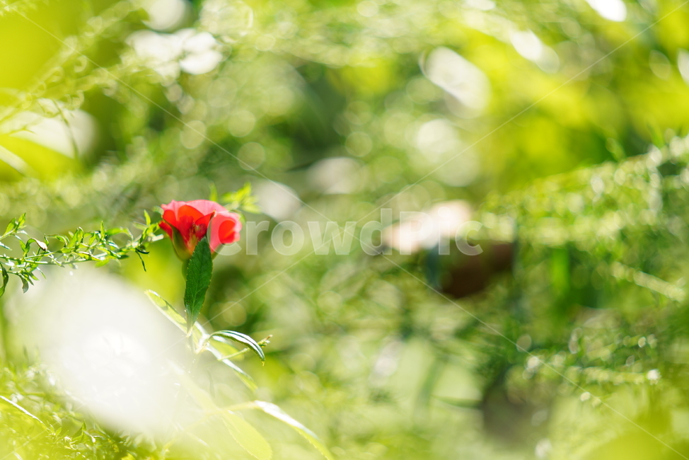꽃,식물,생물,플라워,flower,plant,식물,자연,plants,nature,꽃,flower
