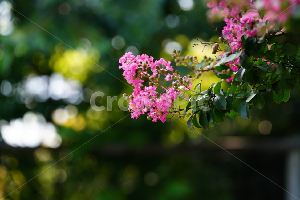 꽃,플라워,flower,생물,자연,분홍,컬러,색감,plant,식물,꽃,flower