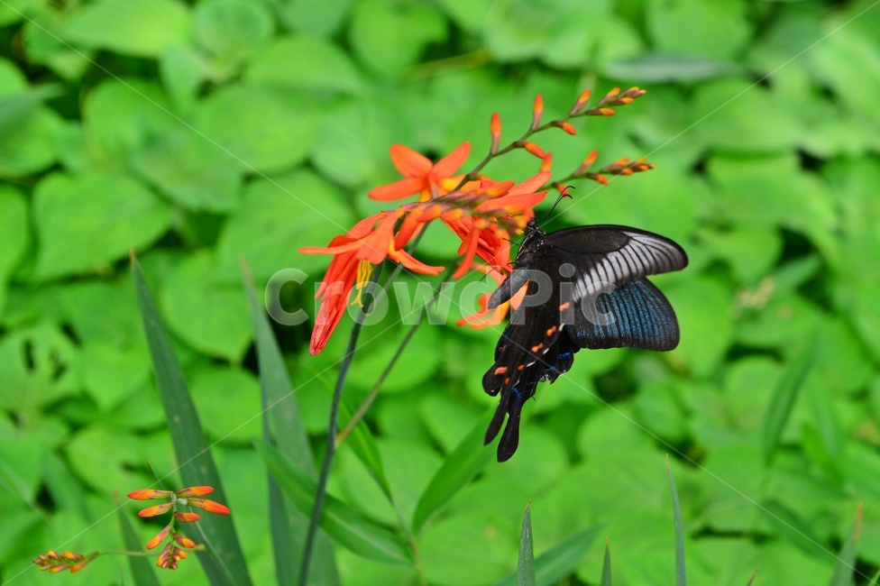 plant,식물,blossom,flower,꽃,애기범부채,나비,호랑나비