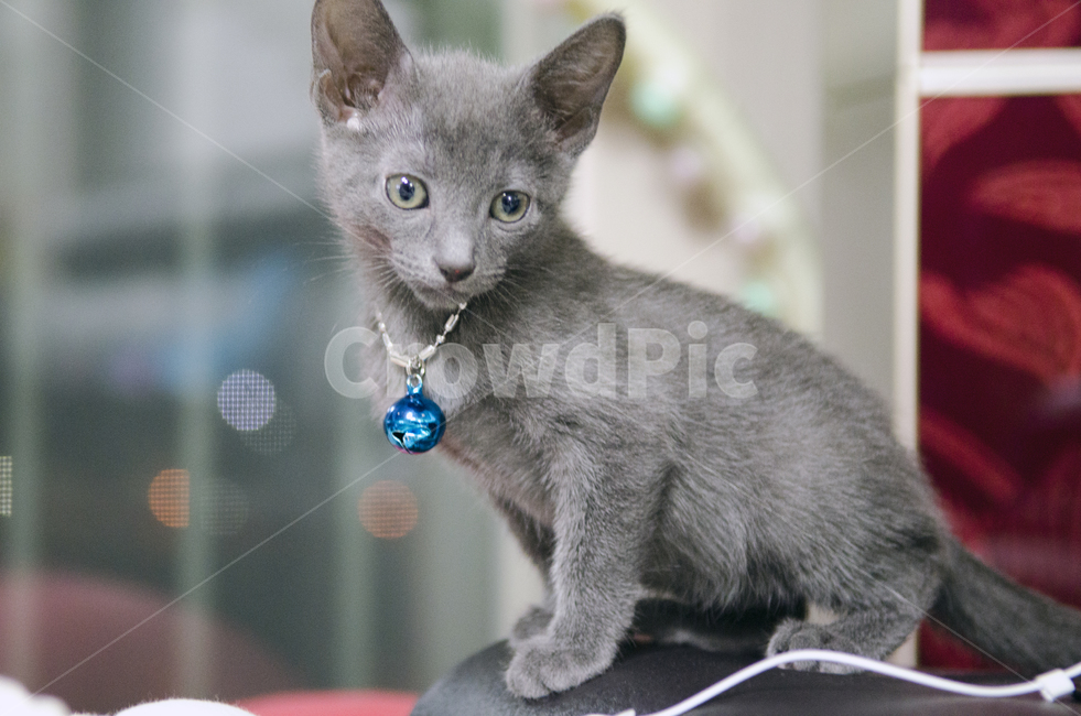 고양이,펫,러시안블루,야옹이,회색,애묘,동물,animal,포유류,mammal,고양이,cat,kitten,kitty
