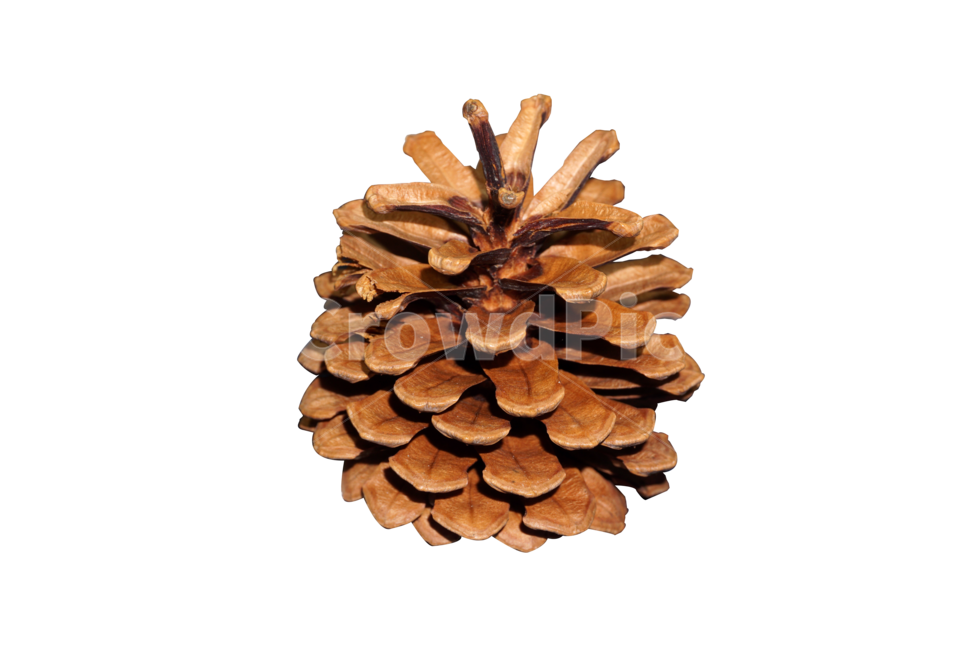 자연,식물,나무,열매,소나무,솔방울,pinetree,wood