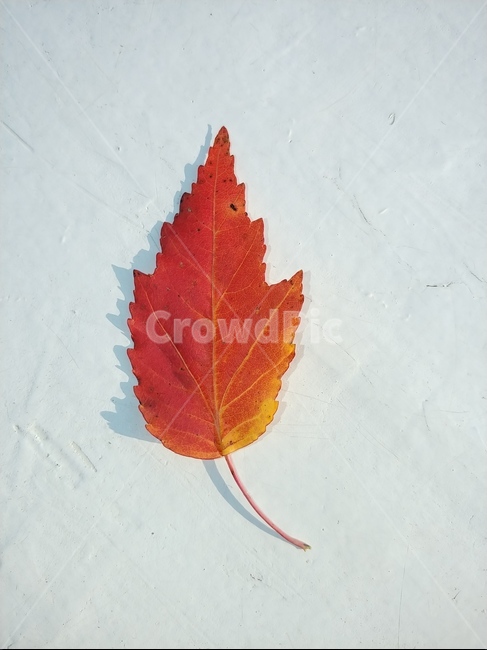 가을,단풍,나뭇잎,단풍잎,낙엽,잎,leaf,식물,나무,가을,계절,fall,autumn,season,plant,tree