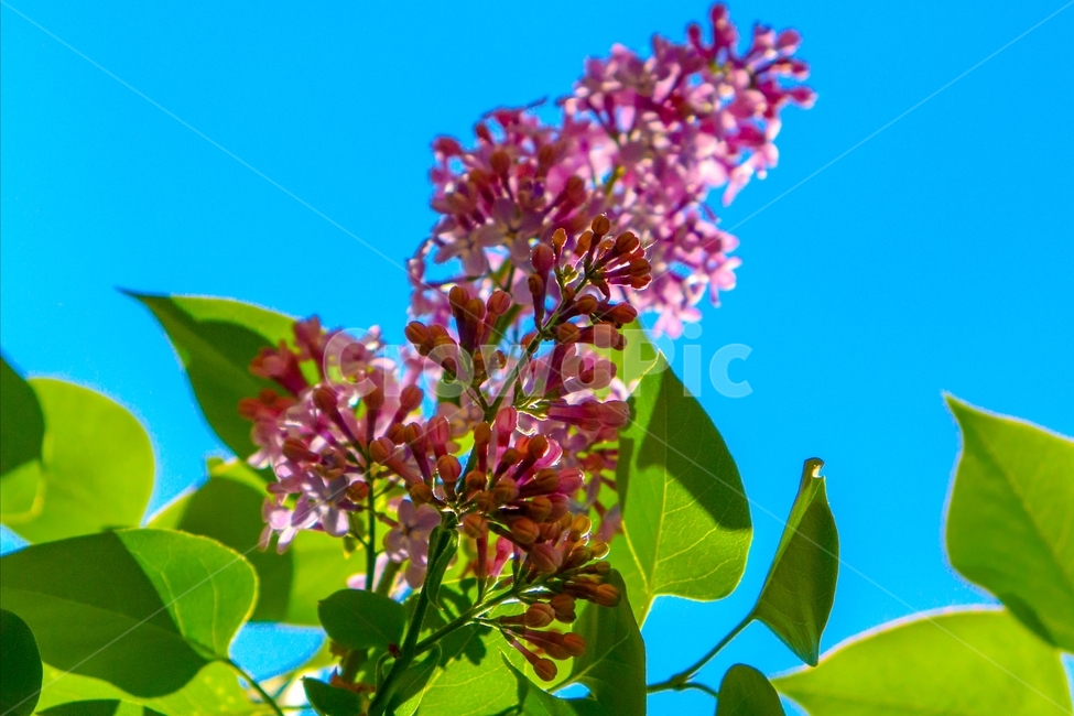 꽃,하늘,sky,flowers,봄,식물,plant,잎,분홍색,여름,summer,spring,하늘색,초록색,화사,날씨,맑음,열매,자연