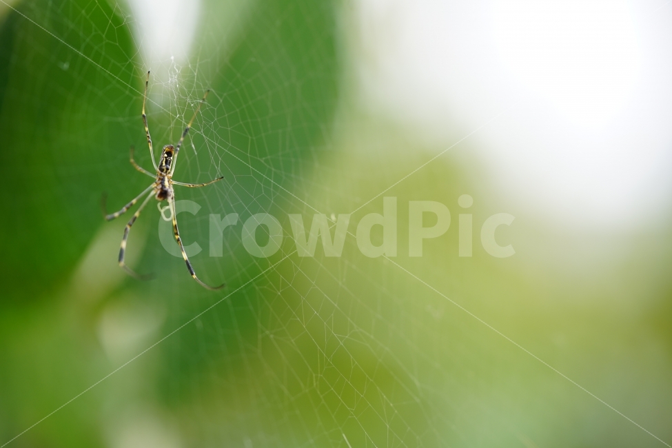 macro photo,nature,daily life photos,Concentration,life,Emotional photo,bug,affix,insect,Mystery,Emotion,spider