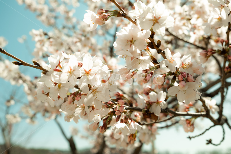 봄,벚꽃,벚꽃나무,꽃,flower,cherryblossom,spring,자연,감성사진,봄,계절,spring,season,plant,식물,blossom
