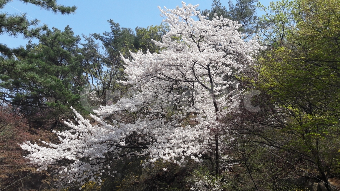 벗꽃,나무,초록,꽃,봄,자연,풍경,nature,landscape,봄,계절,spring,season,plant,식물,flower,blossom,cherry blossom,벚꽃