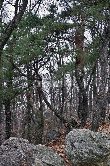 모락산,산,의왕시,자연,바위,나무,낙엽,계절,소나무,자연,풍경,nature,landscape