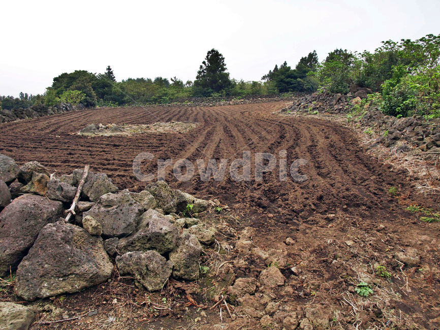 밭,밭갈이,제주,농사,돌담,흙,쟁기질,자연,풍경,nature,landscape,ground,바닥,soil