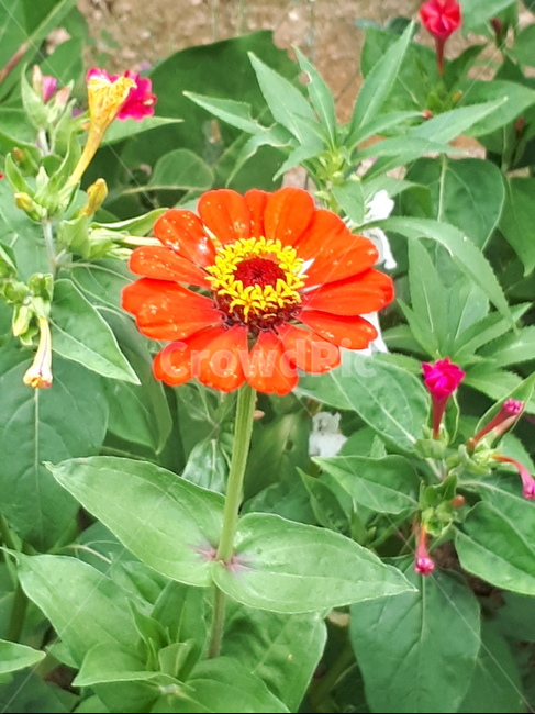 plant,flower,꽃,식물,blossom,주황색,식물,자연,plants,nature,꽃,flower
