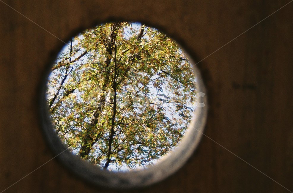 하늘,나무,구조물,옥외,구멍,필름,필름사진,tree,hole,outdoors,film,감성,감성사진