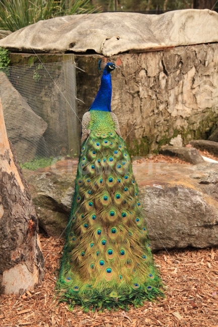 새,조류,공작,공작새,깃털,부리,정원,공원,동물원,bird,zoo,peacock,garden,feather,자연,동물,동물,animal,조류,새,birds