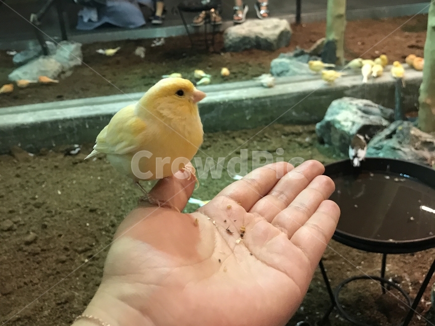 새,노란새,손,새먹이,bird,animal,동물