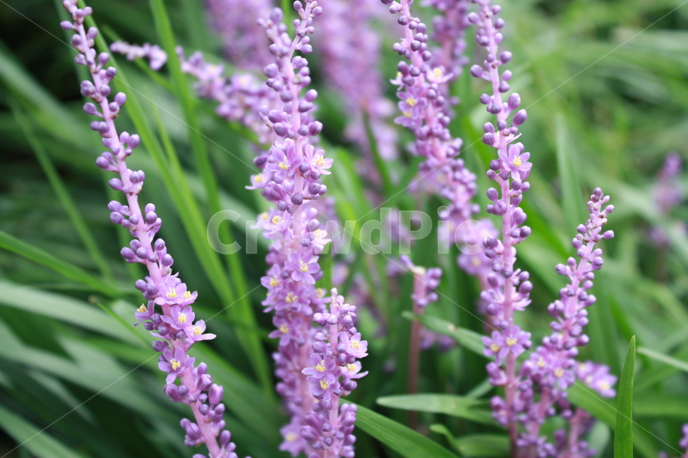꽃,보라,purple,flower,자연