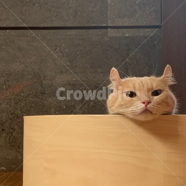 고양이,반려동물,cat,빼꼼,귀여운,캣스크래쳐