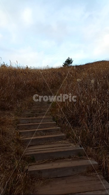 도로,계단,길,가을,쓸쓸,자연,풍경,nature,landscape,staircase,bridge,다리,boardwalk,산책로,building,건물