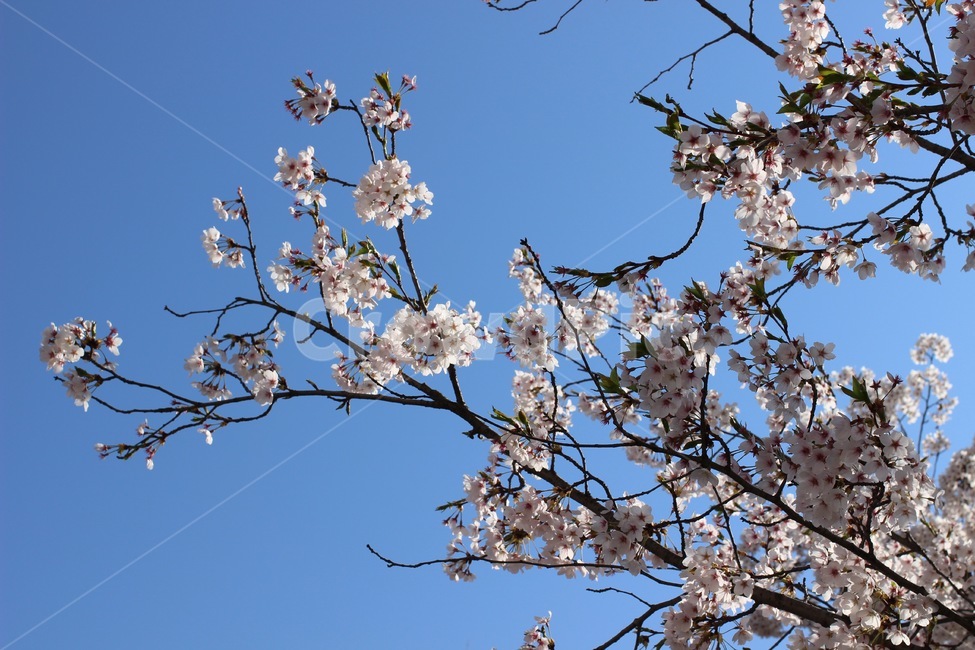 blossom,cherryblossom,벚꽃,벚꽃잎,벚꽃나무,봄꽃,좀,3월,4월,plant,식물,flower,꽃,spring,march,april