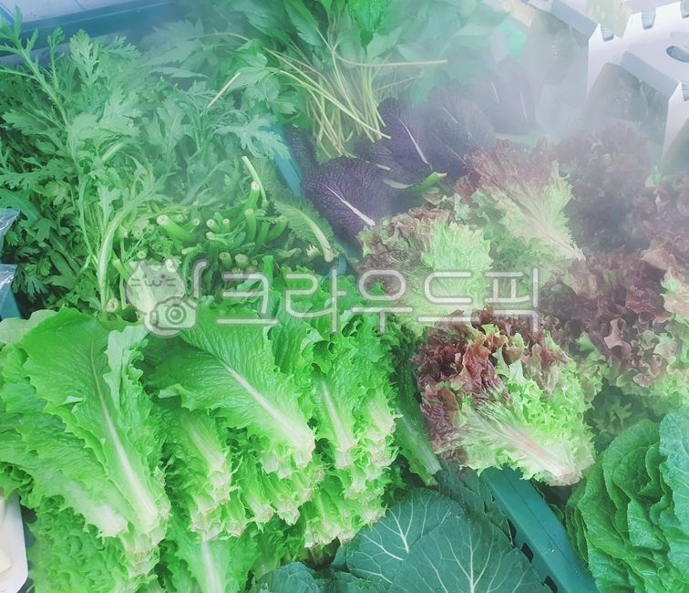 windproof,Ssam vegetables,vegetable corner,red lettuce,wrapping,vegetable,Kale,lettuce,Assorted Ssam,Lettuce,Angelica leaves,Assorted Three Vegetables,Angelica,Assorted vegetables,fresh food
