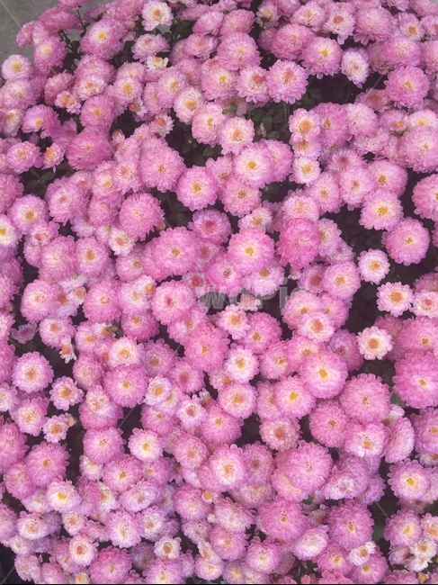 꽃,식물,자연,flower,nature