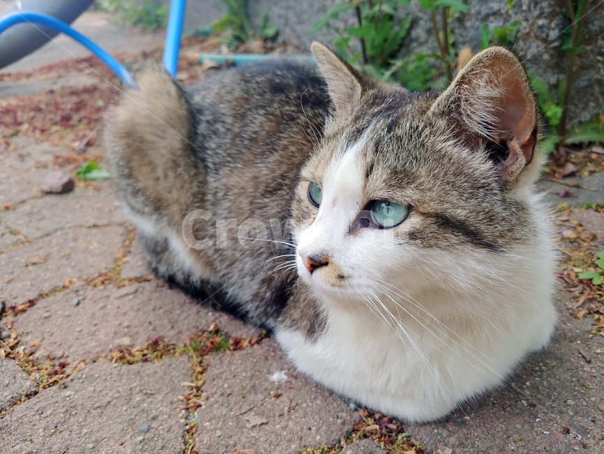 고양이,길고양이,잠자는,식빵굽는,길냥이,길냥,냥이,냥냥펀치,시선,바라보는,귀여운