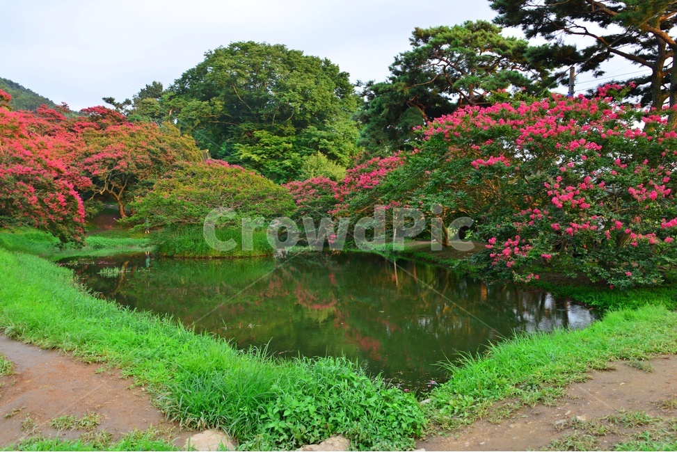 outdoors,옥외,water,물,nature,자연,담양,명옥헌원림,명혹헌배롱나무,배롱나무,유적지,문화재