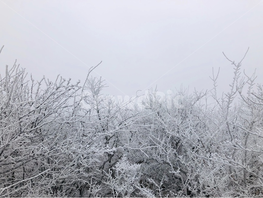 눈꽃,snowonthebranches,겨울,winter,겨울나무,설경,나무,겨울,계절,winter,season,자연,풍경,nature,landscape,outdoors,옥외